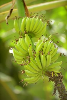 green bananas growing on tree
