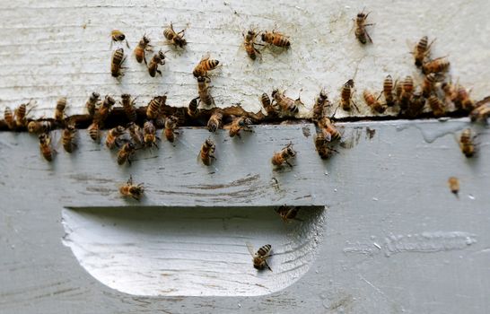 swarm of bees on hive
