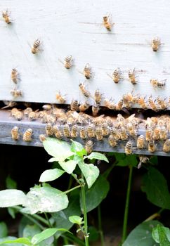 honey bees on beehive