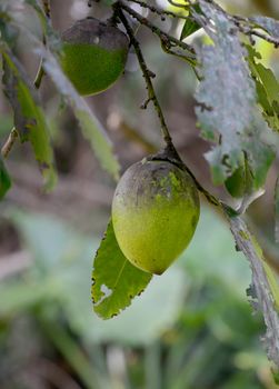 Black Sapote fruit or chocolate pudding fruit tree