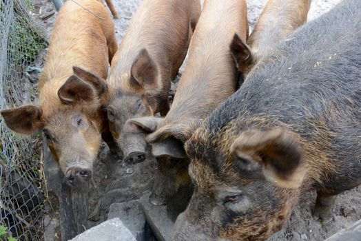brown pigs in a pig pen