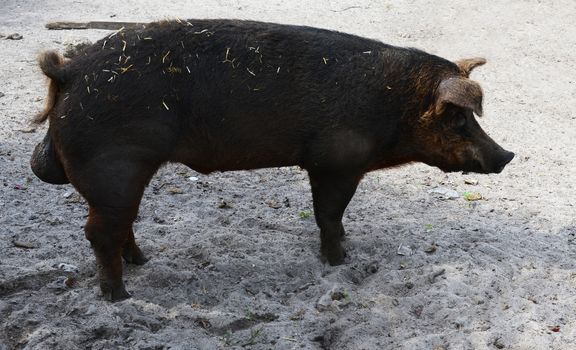 standing male pig on a farm