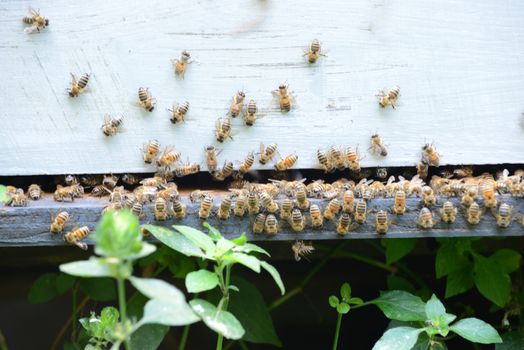 swarm of bees at beehive