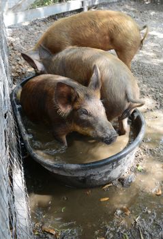 Happy pigs playing in a tub of water
