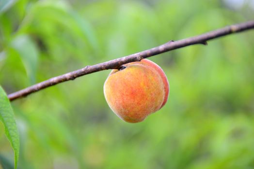 ripe peach growing on a peach fruit tree
