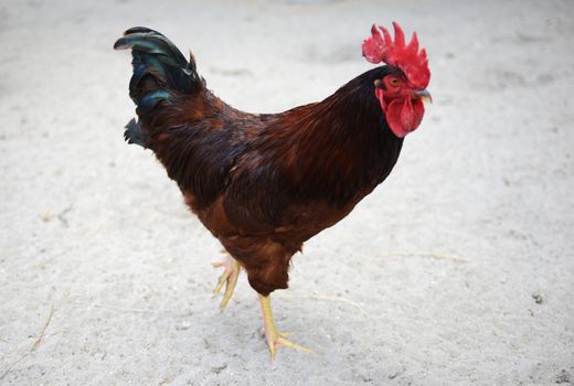 rooster on an organic farm