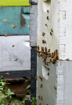 bees swarming around beehive