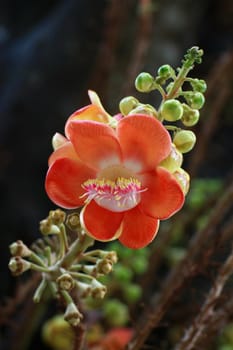A beautiful macro shot of a flower from the unusual cannonball tree (Couroupita guianensis)