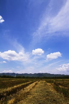 rice field after harvest and blue sky