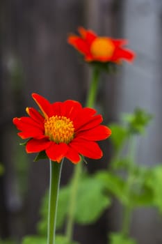 Flower zinnia of red color