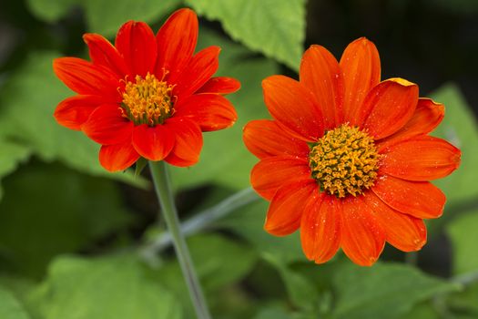 double flower zinnia of red color