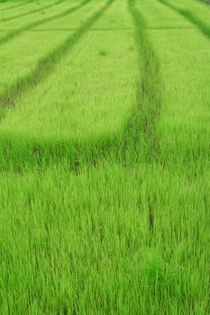 paddy field chiang rai thailand