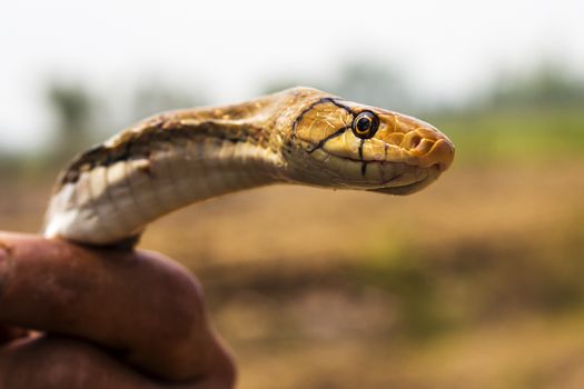 Indochinese rat snake