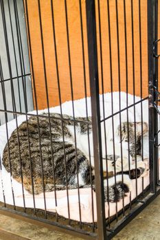 Cat sleeping in the cage, stock photo