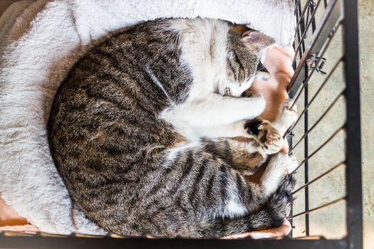 Sleeping cat in the cage, stock photo