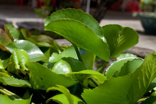 Lotus leaf green water in a sink of water plants.