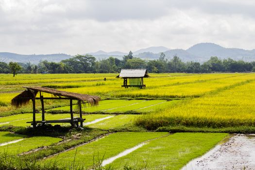 Cottage in rice field thailand