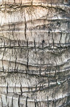 Texture of a tree bark close up.