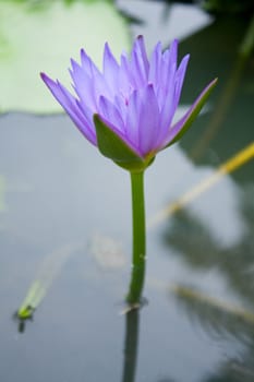 The blue lotus is blooming. In fresh water. The lotus leaf green.