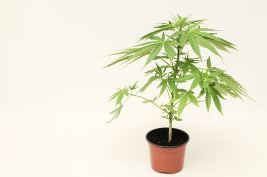 Young Green Leaf Cannabis Indica Plant Marijuana