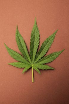 Green Fresh Marijuana Leaf with Seven Tips