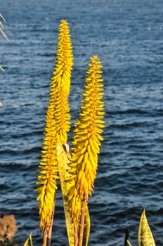 Flowers Of The Aloe Vera Plant on a Water Background