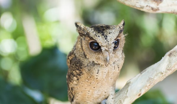 Animal owl bird standing on the tree