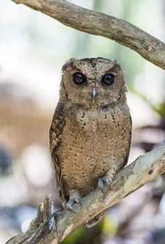 Animal owl bird standing on the tree