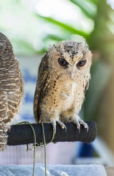 Animal owl bird standing on the tree