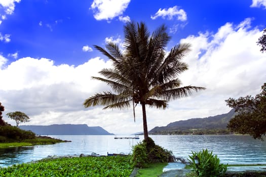 Palm Tree and Lake Toba. Samosir Island North Sumatra, Indonesia.