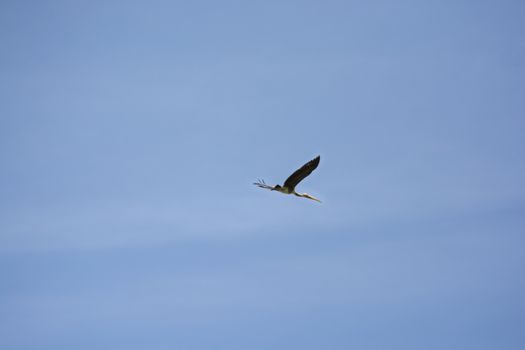 Kabbaw birds flying in the blue sky