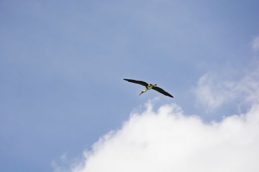 Kabbaw birds flying in the blue sky