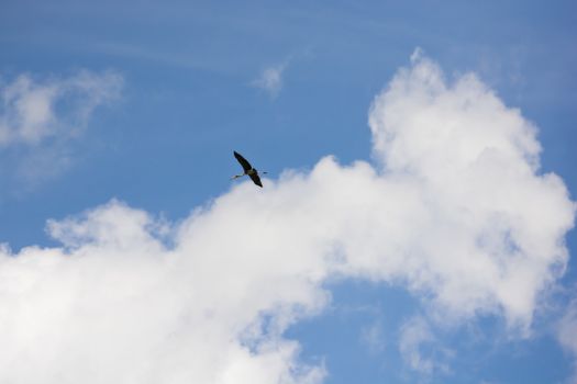 Kabbaw birds flying in the blue sky