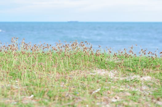 A grass beside the sea in Thailand.