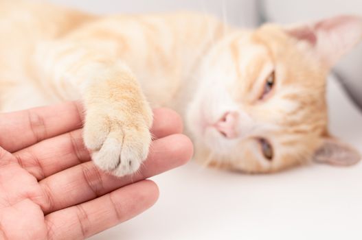 Friendship between man and cat on white background