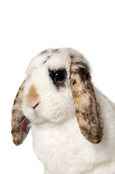 Face of a sweet rabbit isolated on a white background