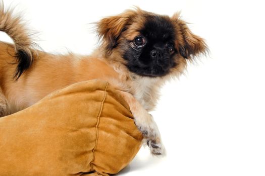 A sweet puppy is resting in a dog bed. Taken on a white background