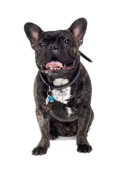 Sweet dog is sitting on a clean white background. The name of the breed is a French Bulldog. Some people also call it a bouledogue bran�ais. 