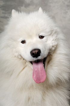Samoyed dog with happy face