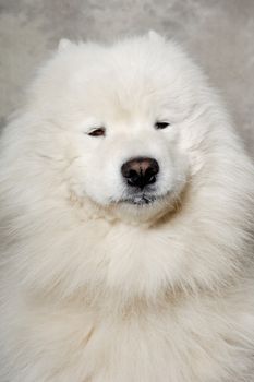 Samoyed dog with happy face