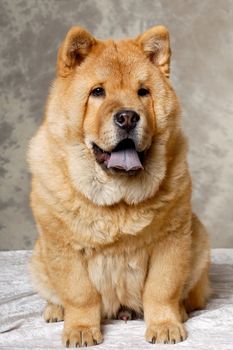 A Chow dog is sitting down
