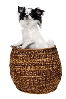 Chihuahua puppy dog in a basket. Isolated on a clean white background.