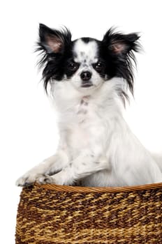 Chihuahua puppy dog in a basket. Isolated on a clean white background.