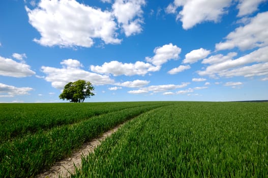 Landscape with a tree on a hill. The sky is blue with white clouds.