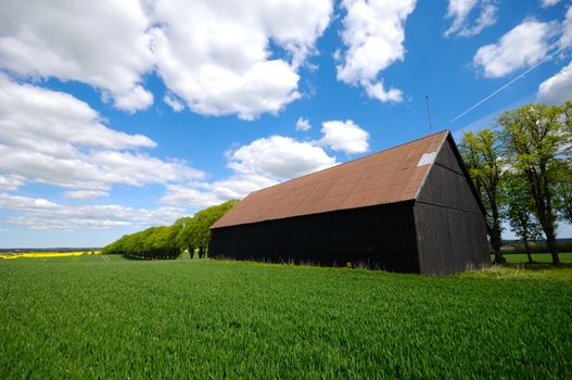 Barn and landscape with a tree on a hill. The sky is blue with white clouds.