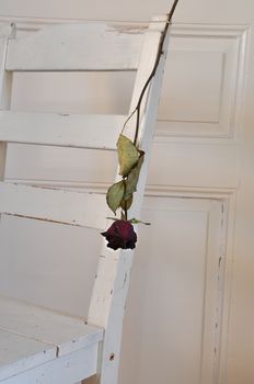 Dried rose hanging on shabby chic chair, vintage.