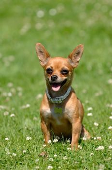 Chihuahua puppy dog is sitting on green grass