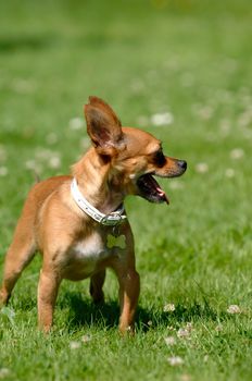 Chihuahua puppy dog is standing on green grass