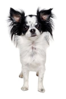 Chihuahua dog is standing. Isolated on a clean white background.