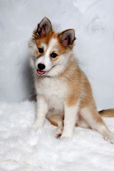 Norwegian lundhund dog is sitting and looking. Some people also call it a Norwegian Puffin Dog.